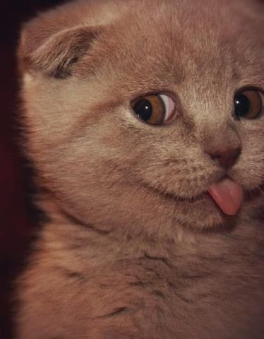 a cat sticking its tongue out with the caption that reads, i am not sure what this is