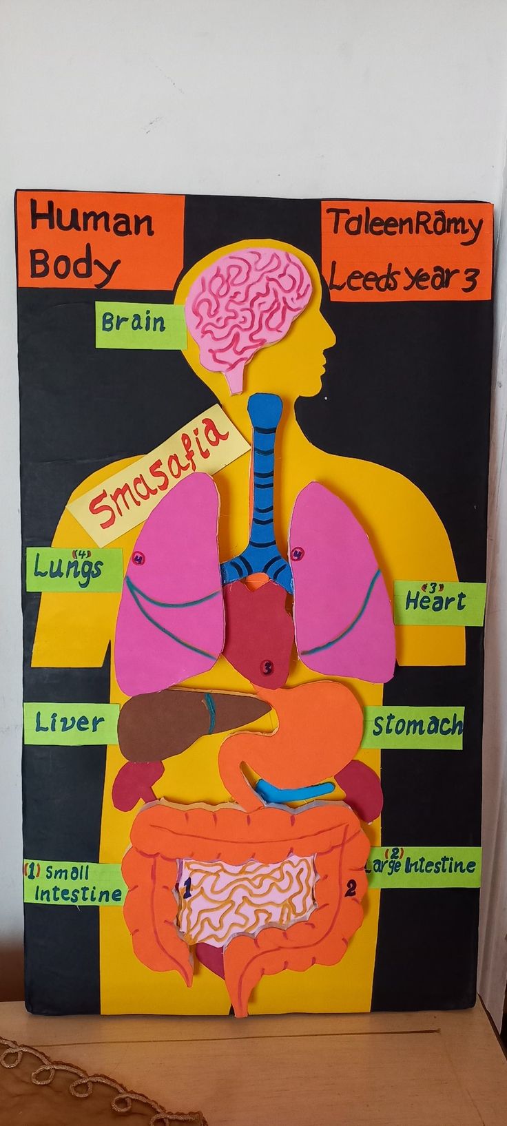 a cardboard cutout of a human body with labels on the torso and stomachs