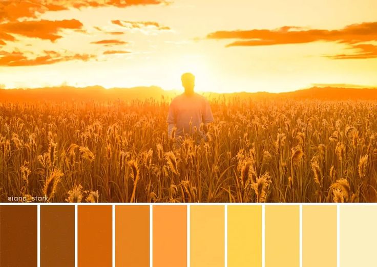 a man standing in the middle of a wheat field at sunset with color swatches