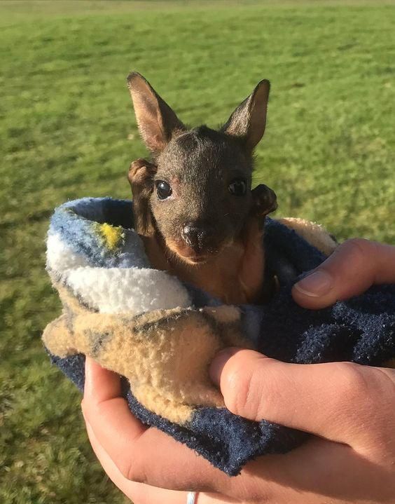 a tiny baby kangaroo saying hello to someone holding it in their hand with the caption'a tiny baby kangaroo saying hello '