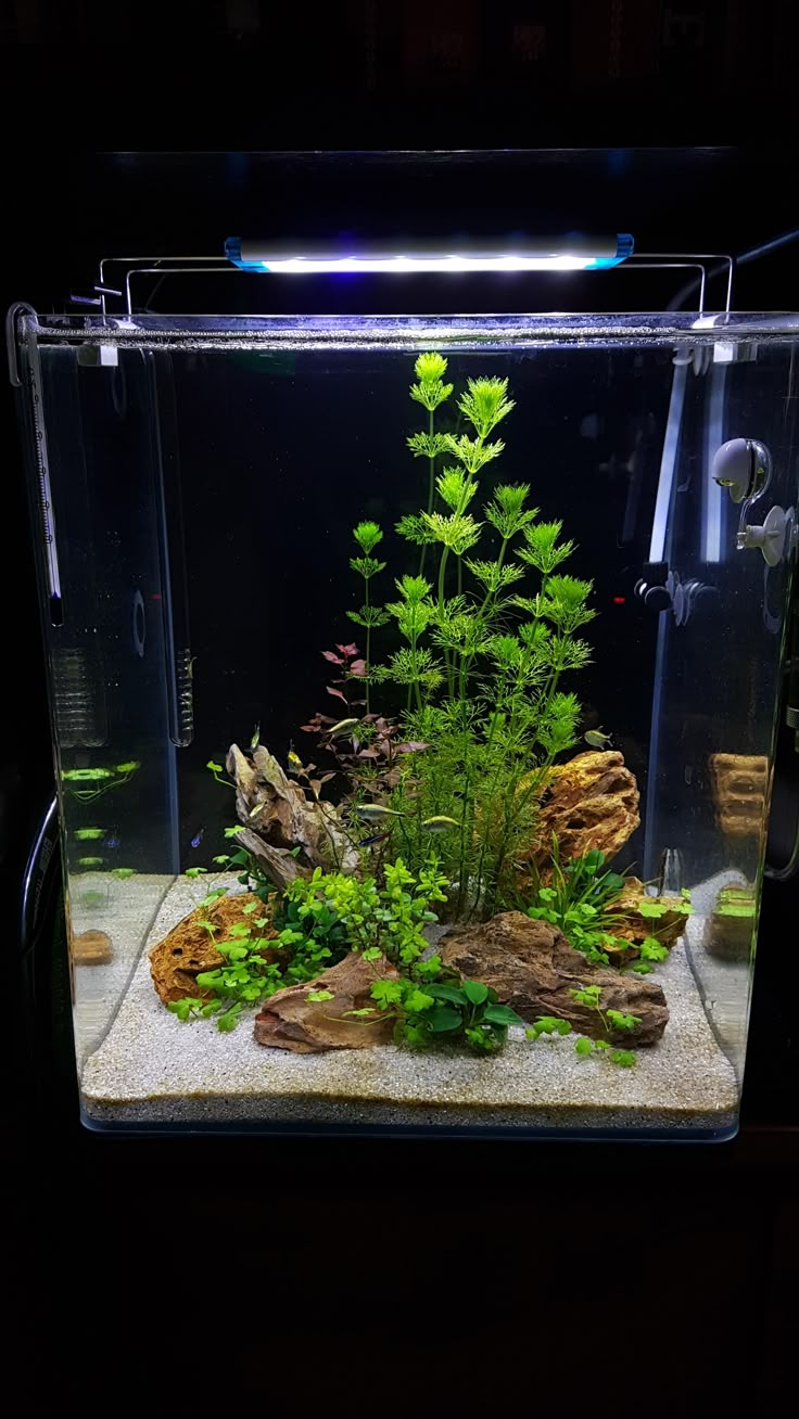 an aquarium with plants and rocks in it