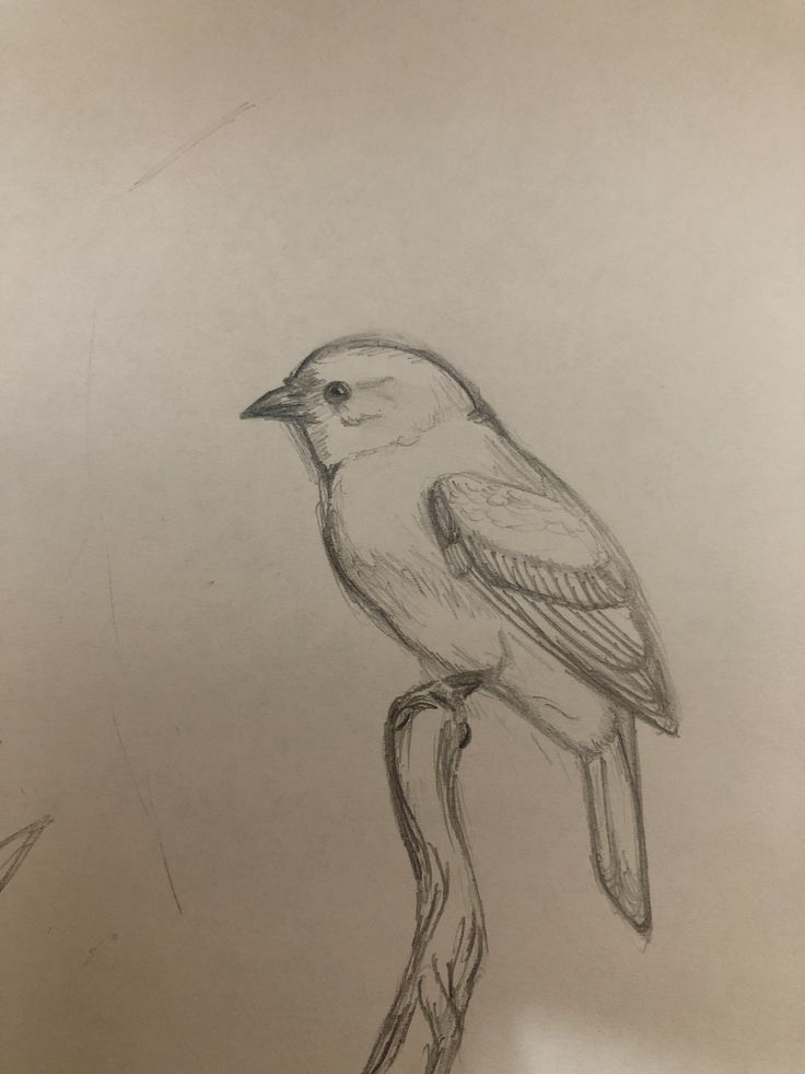 a pencil drawing of a bird sitting on a branch