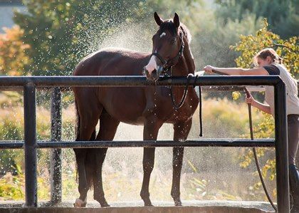 a woman is washing a horse with a sprayer while another person stands next to it