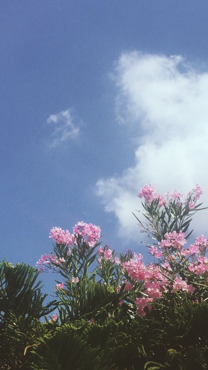 pink flowers are blooming on the top of trees