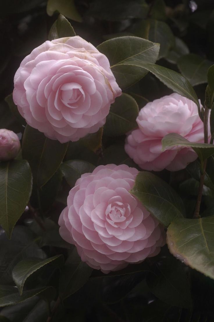 three pink flowers with green leaves on them