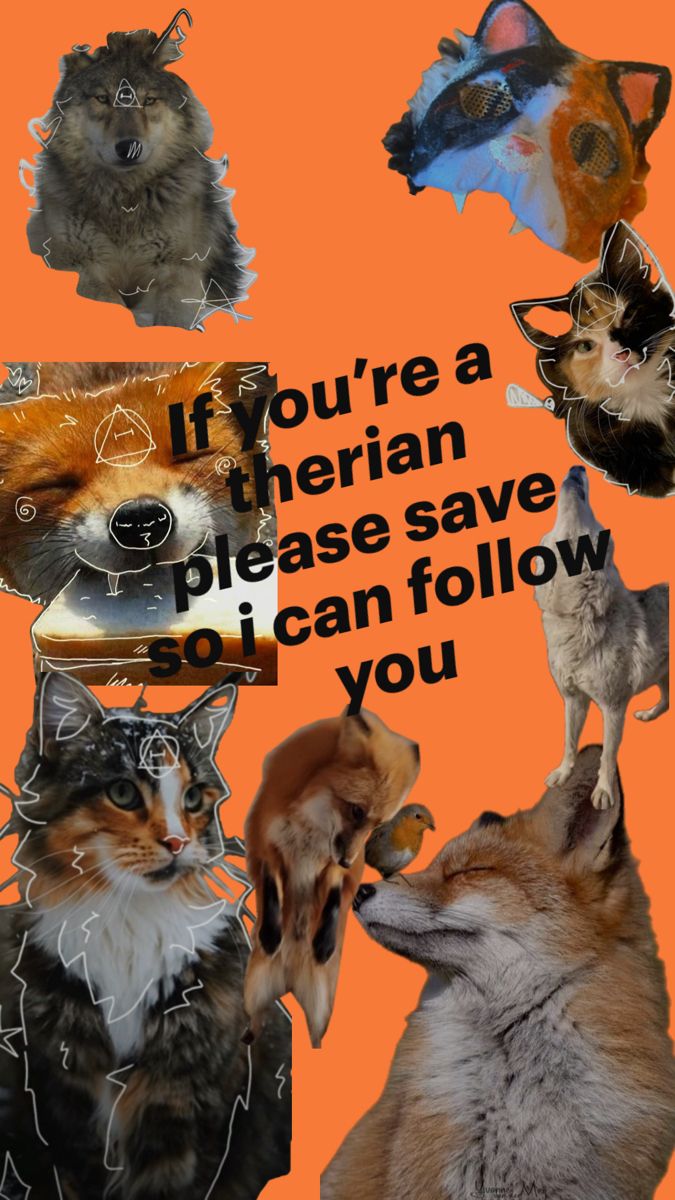 a collage of dogs and cats with the caption if you're a siberian please save or can follow you