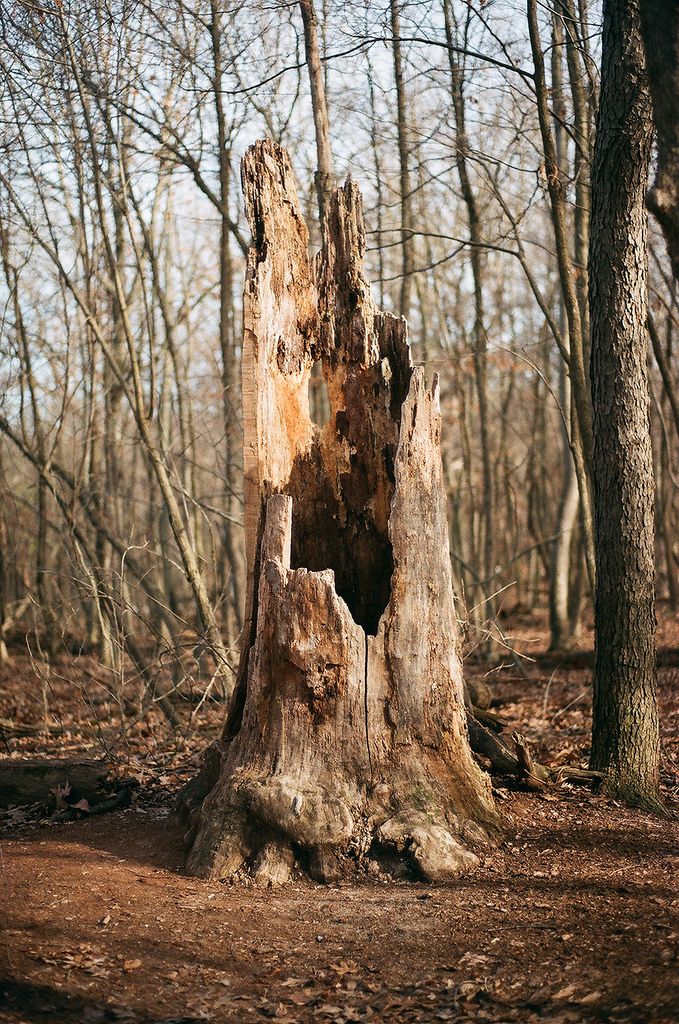 an old tree stump in the middle of a wooded area with no leaves on it