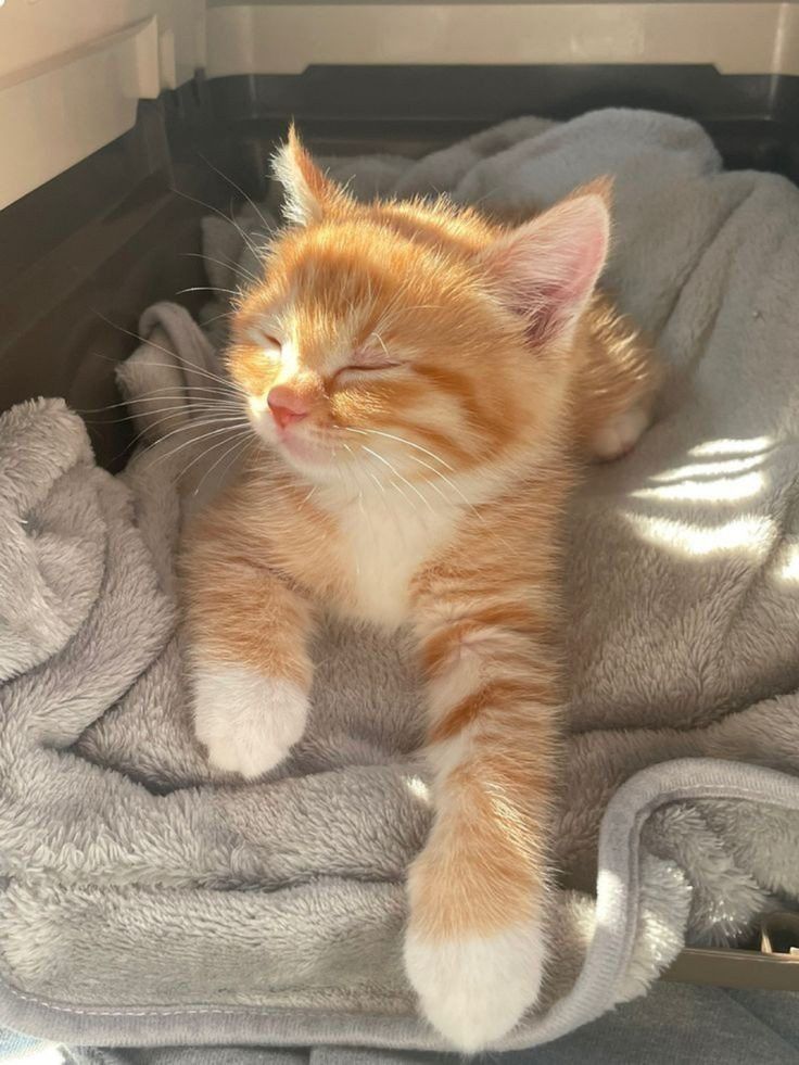 an orange and white kitten sleeping on a blanket