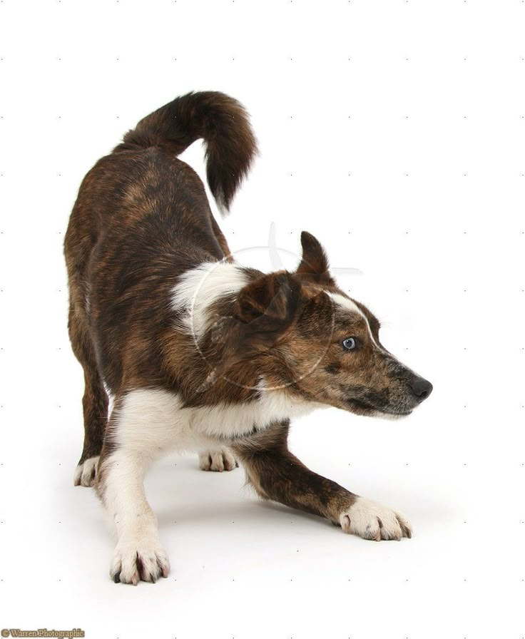 a brown and white dog standing on top of a white floor