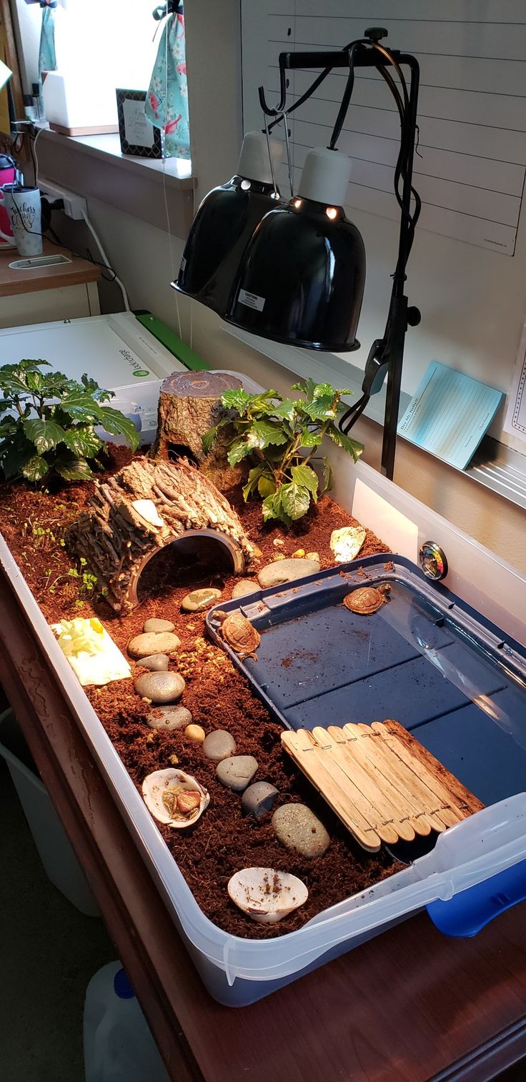 a table that has plants and rocks in the middle of it, with a lamp on top