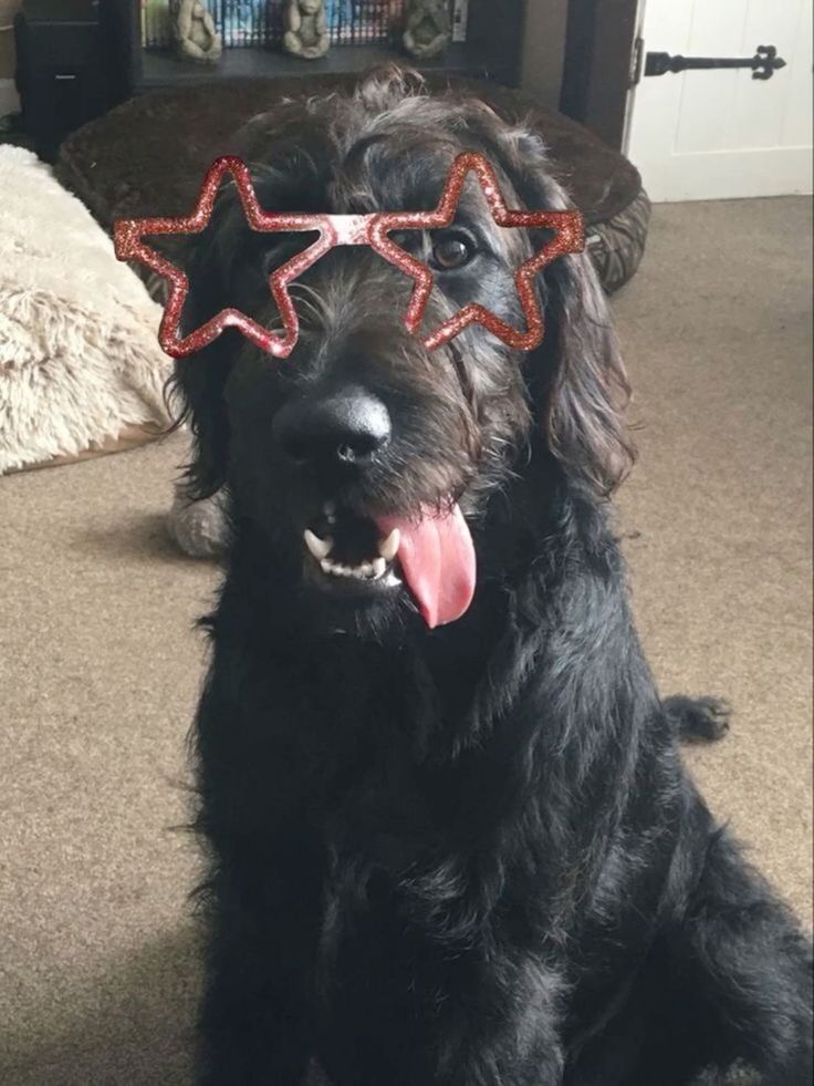 a black dog sitting on the floor wearing glasses with red and white stars attached to it's ears