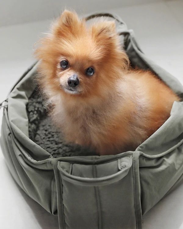 a small brown dog sitting in a bed on top of a white floor next to a window