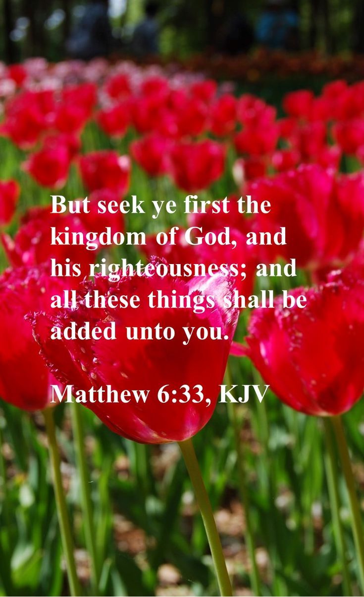 But seek ye first the kingdom of God, and his righteousness; and all these things shall be added unto you.

Matthew 6:33, KJV Jesus 2024, Precious Jesus, Christian Pins, Kingdom Of God, Favorite Scriptures, Christian Friends, Christian Prayers, Christian Devotions, Lord God