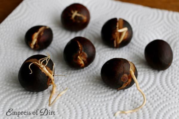 several pieces of fruit sitting on top of a white cloth covered in twine string