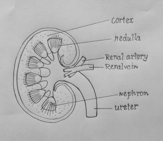 diagram of the human kidney with labels