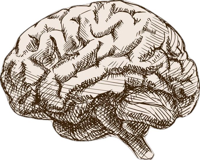 a drawing of the human brain