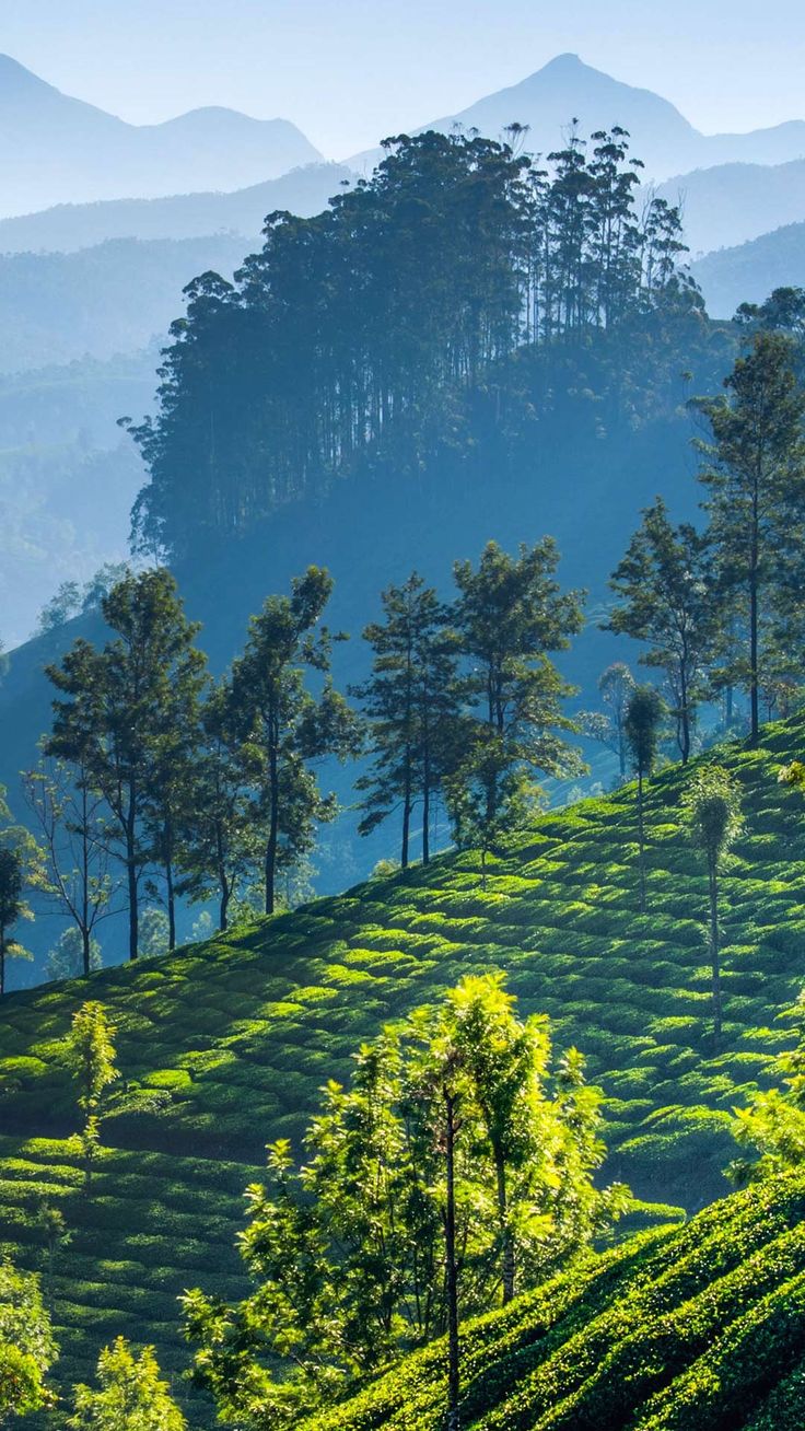 tea plantation in the mountains with trees on each side