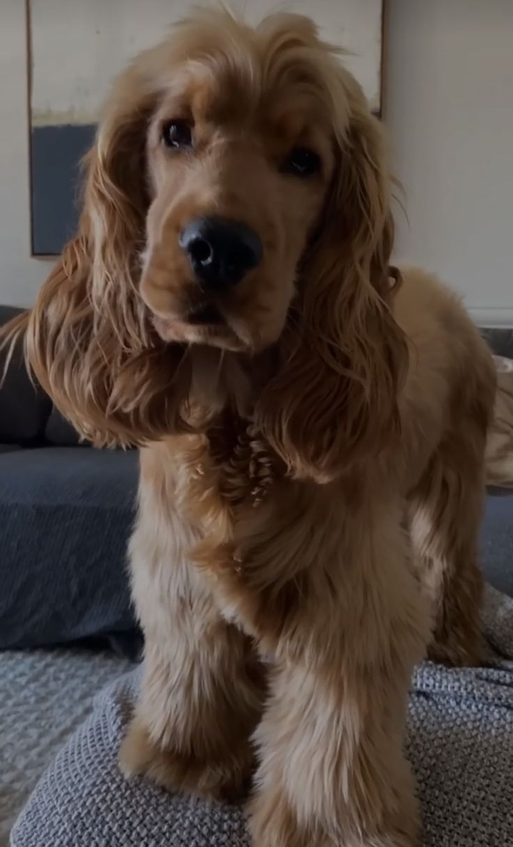 a brown dog standing on top of a couch