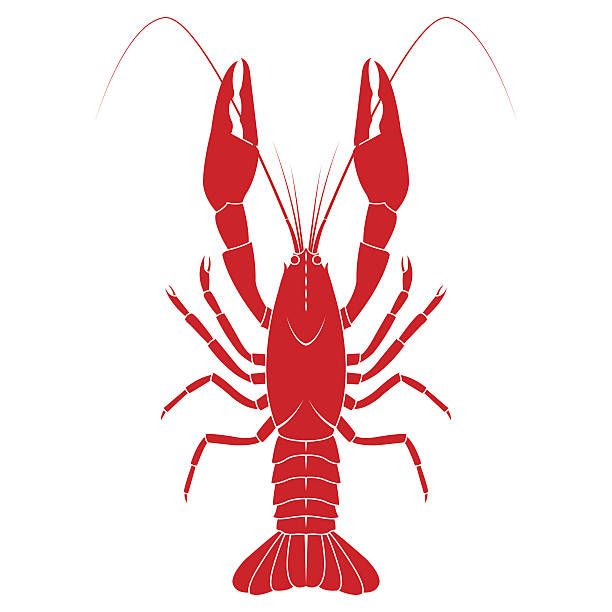 a red lobster on a white background