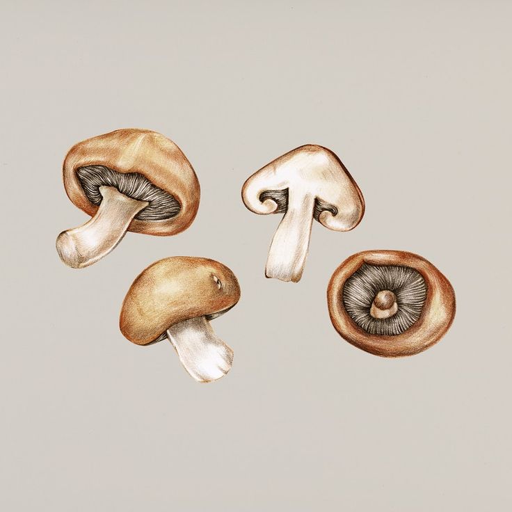 three different types of mushrooms are shown in this drawing, one is brown and the other is white