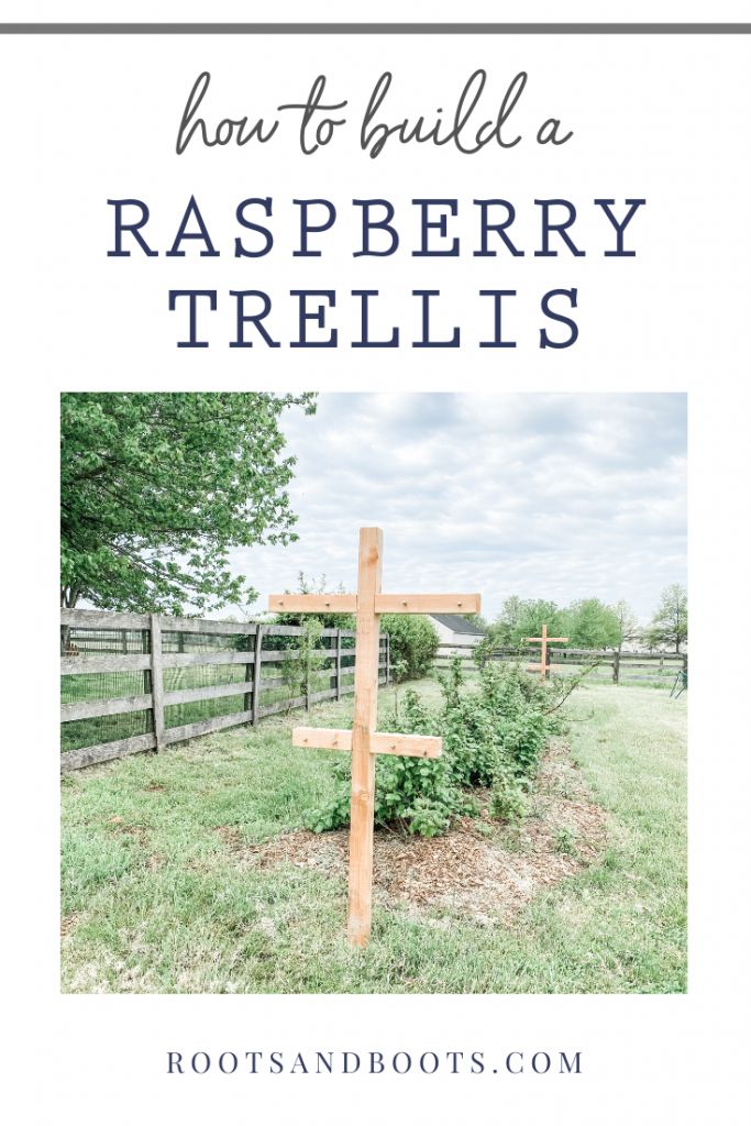 how to build a raspberry trellis in the garden with text overlay reading how to build a raspberry trellis