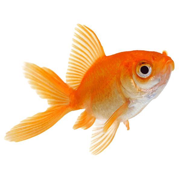 an orange goldfish swimming in front of a white background