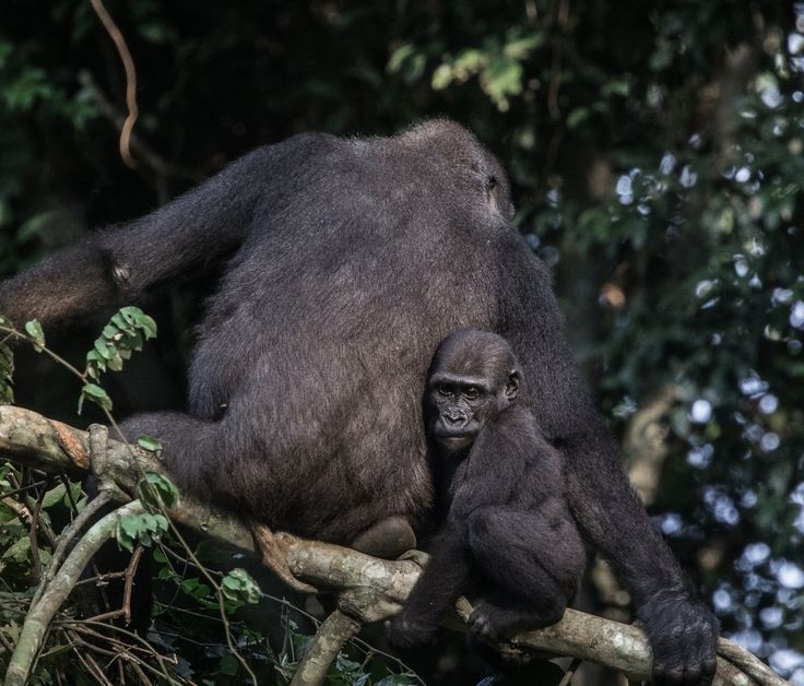 a mother gorilla and her baby sitting on a tree branch