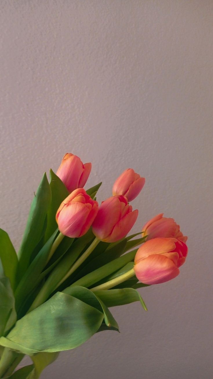 a bouquet of pink tulips in a glass vase on a table with grey background