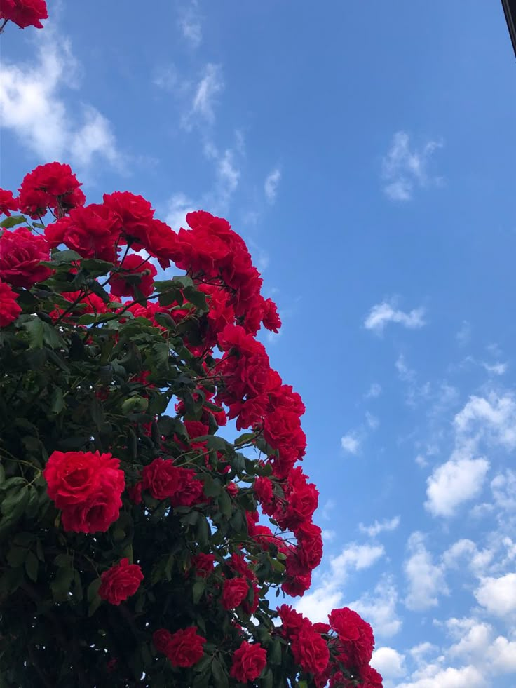 red flowers are growing on the branches of a tree against a blue sky with clouds