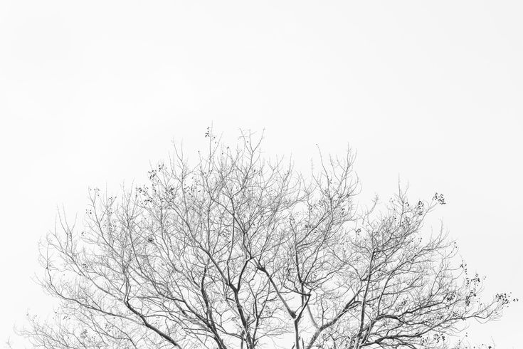 black and white photograph of tree with no leaves