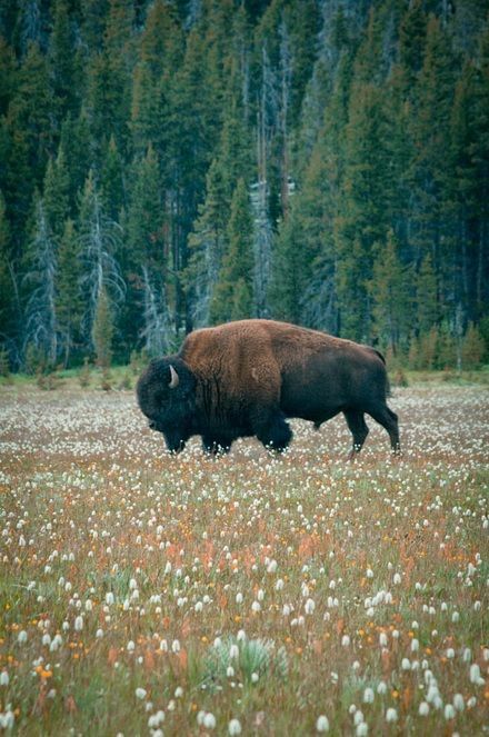 a bison is standing in the middle of a field with wildflowers and trees