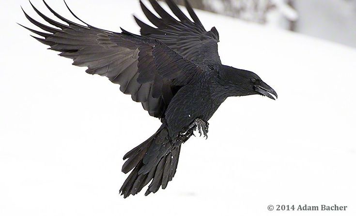 a black bird flying through the air with it's wings spread wide and outstretched