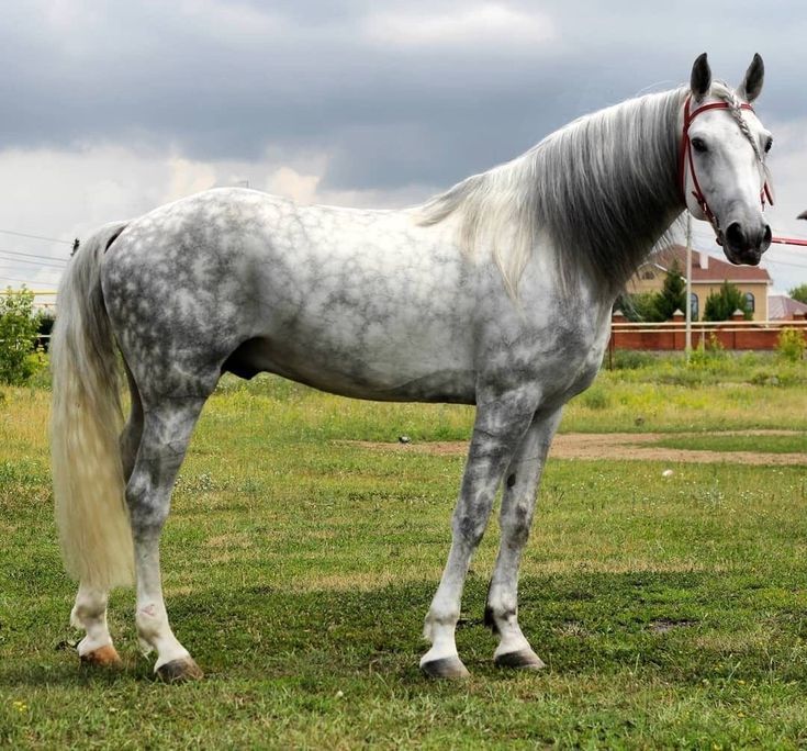 a gray and white horse standing on top of a lush green field