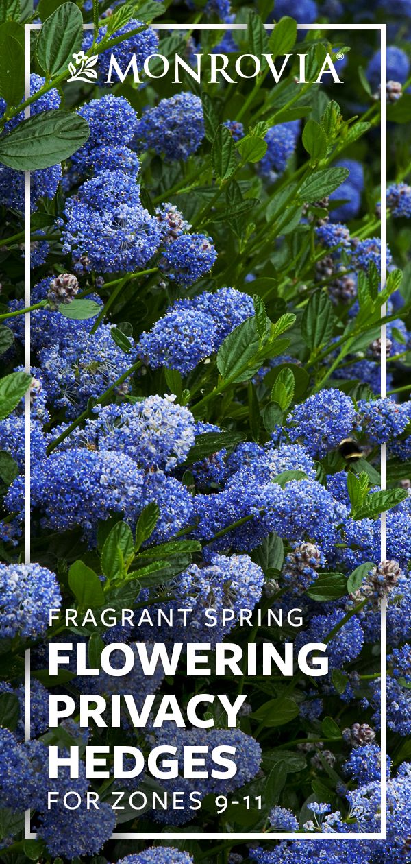 blue flowers with green leaves and the words, fragrant spring flowering privacy hedges for zones