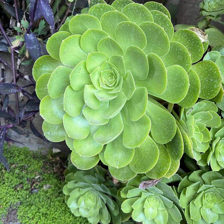 a large green plant with lots of leaves