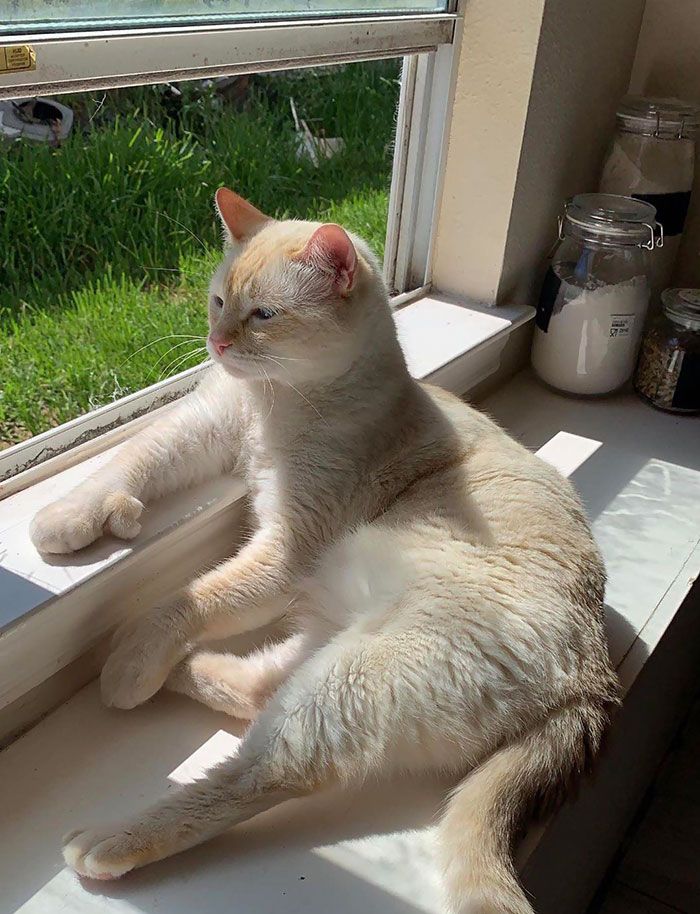 a white cat laying on top of a window sill