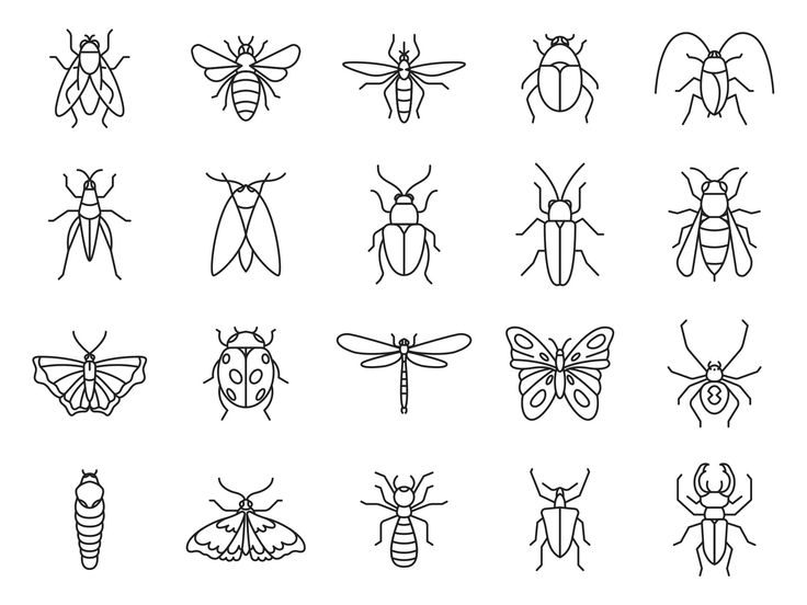 different types of bugs and insects