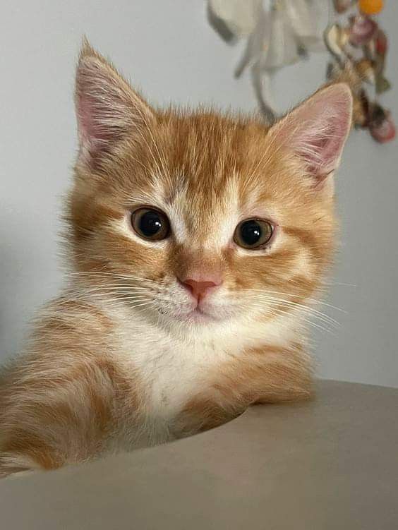 an orange kitten sitting on top of a table