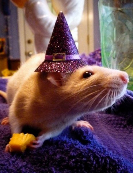 effyeahrats:  Lola in her Halloween costume!  AN OPEN LETTER TO MY RATS: Why the hell won’t *you* wear clothing?!?! Rats In Costumes, Rat In Clothes, Rat Costume, Fancy Rats, Baby Rats, Fancy Rat, Where Am I, Cute Rats, Super Cute Animals