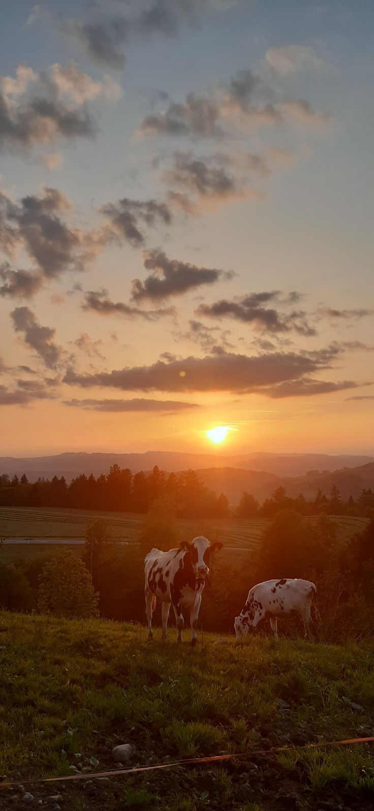 three cows grazing in a field at sunset