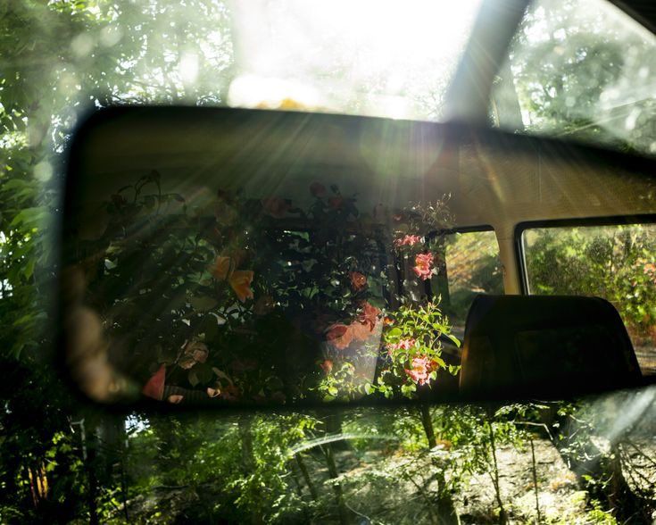 the sun shines through the trees and plants in the rear view mirror