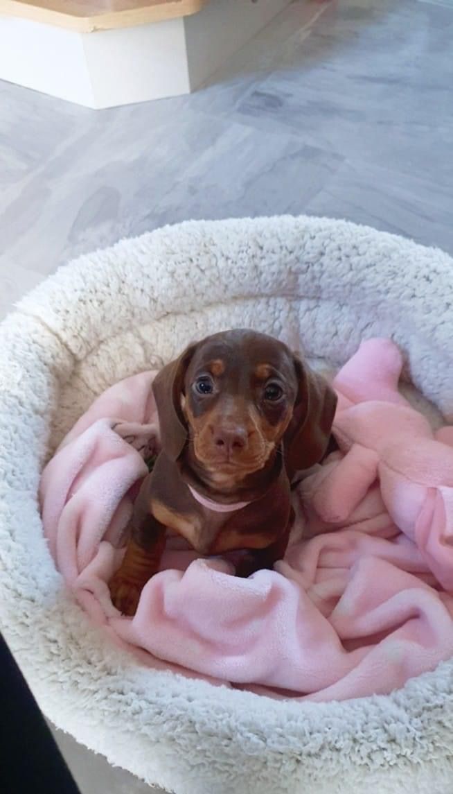 a small brown dog sitting in a bed on top of a floor next to a pink blanket