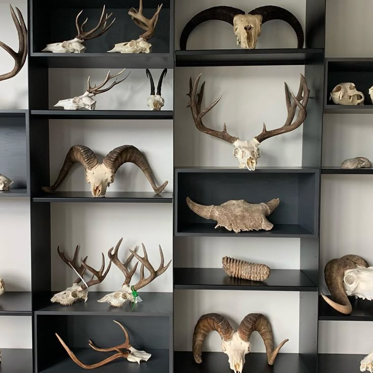 the shelves are filled with various types of deer heads and antlers on display in black shelving units