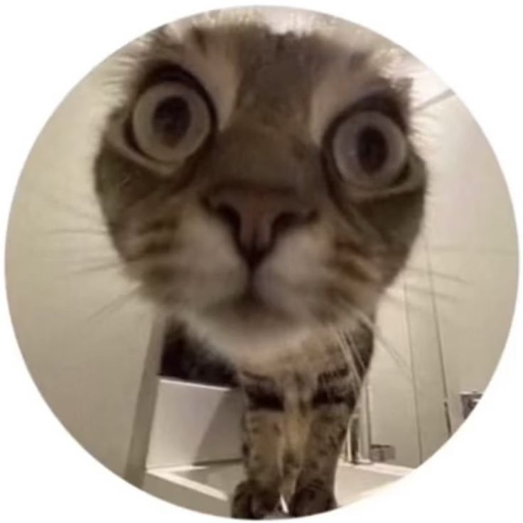 a cat with big eyes standing on top of a toilet