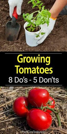 growing tomatoes in the garden with text overlay that reads growing tomatoes 8 do's - 5 don'ts