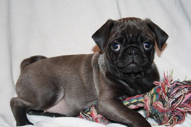 a small brown dog laying on top of a white blanket