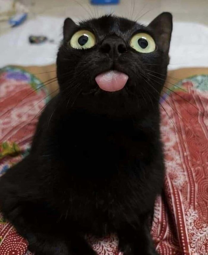 a black cat sticking its tongue out on a bed