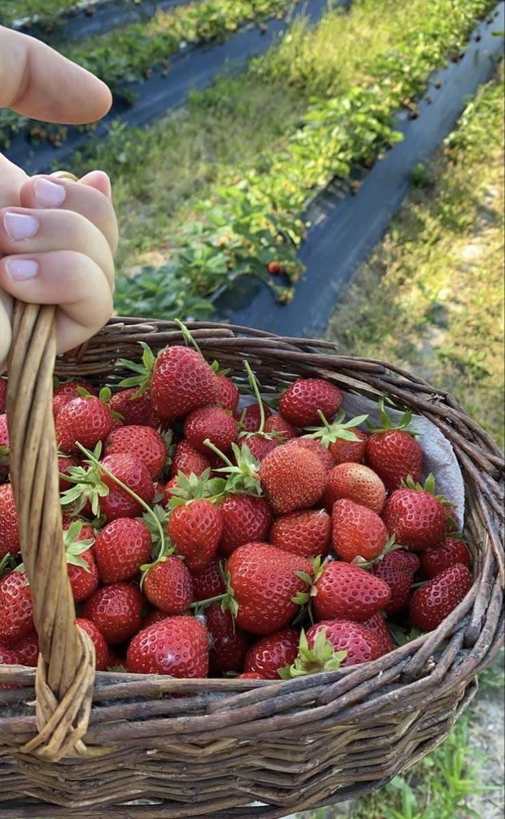 strawberries in a wicker basket being picked by someone