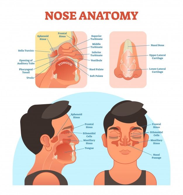 nose anatomy with different parts labeled