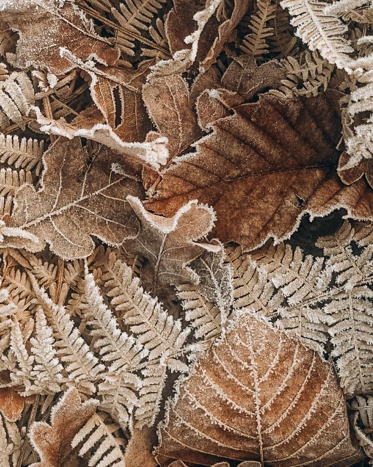 frosted leaves and other plants on the ground